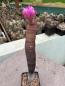 Preview: Echinocereus rigidissimus rubispinus